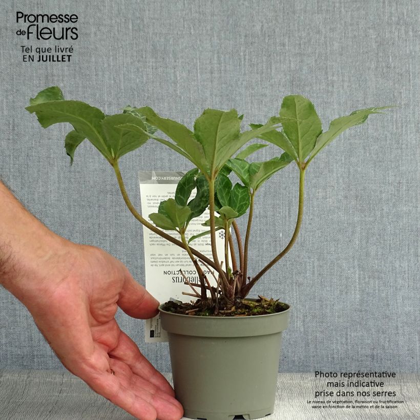 Esemplare di Helleborus Magic Leaves - Elleboro Vaso da Ø 10 cm/11 cm consegnato in estate