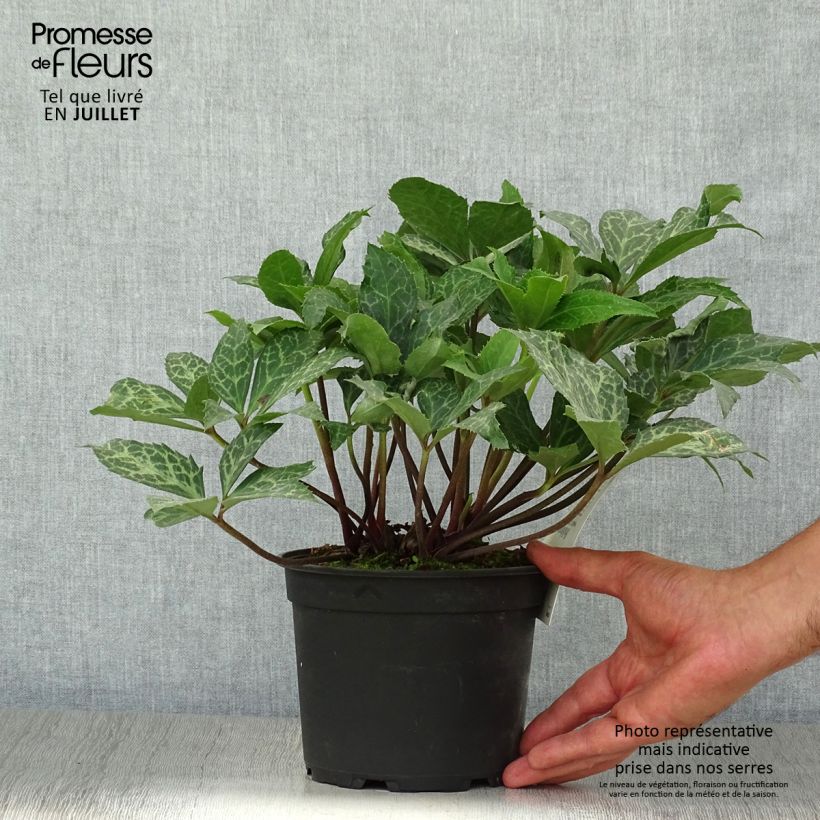 Esemplare di Helleborus Magic Leaves - Elleboro Vaso da 2L/3L consegnato in estate