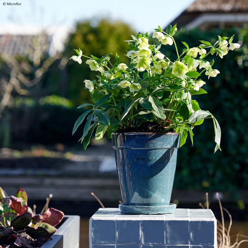 Helleborus ViV Cinzia - Elleboro (Porto)
