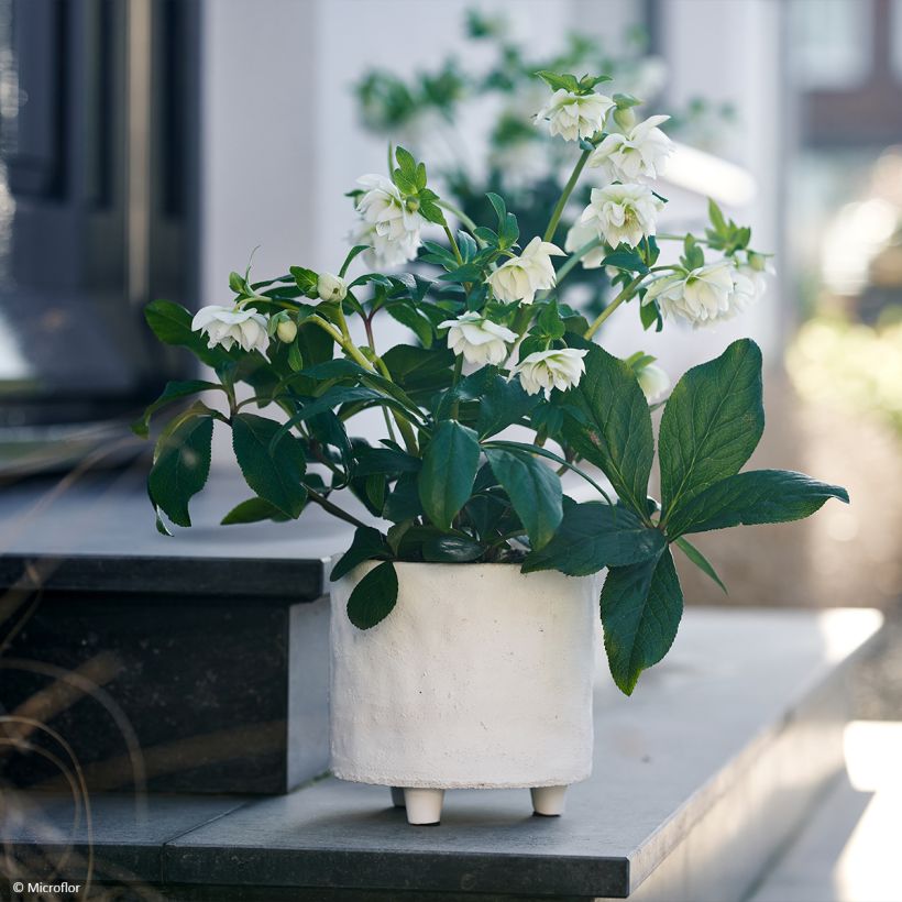 Helleborus ViV Gianina - Elleboro (Porto)