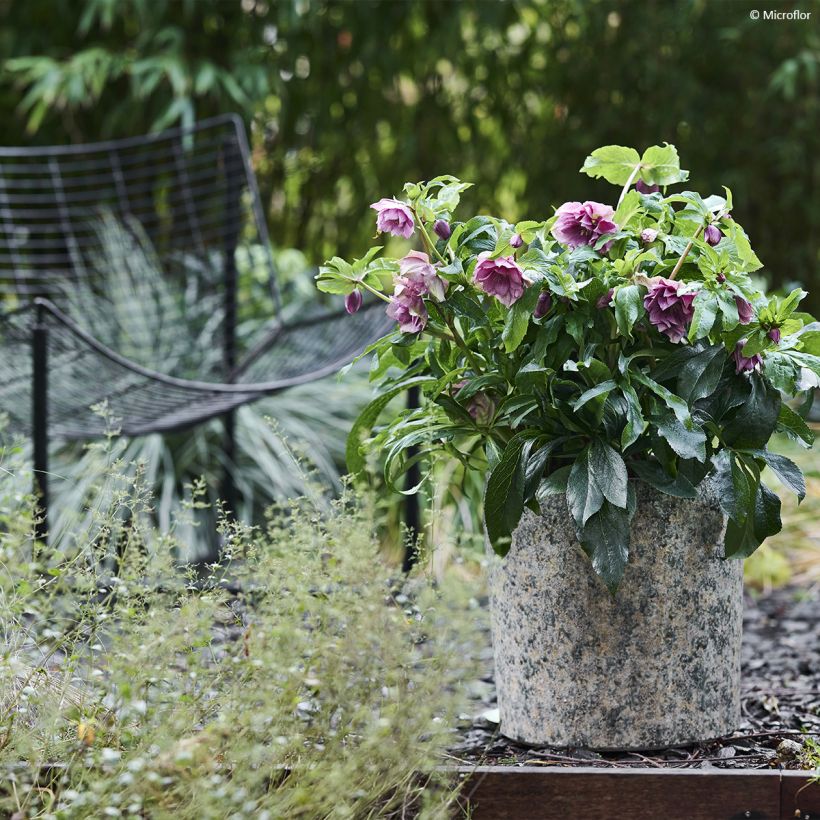 Helleborus ViV Laura - Elleboro (Porto)
