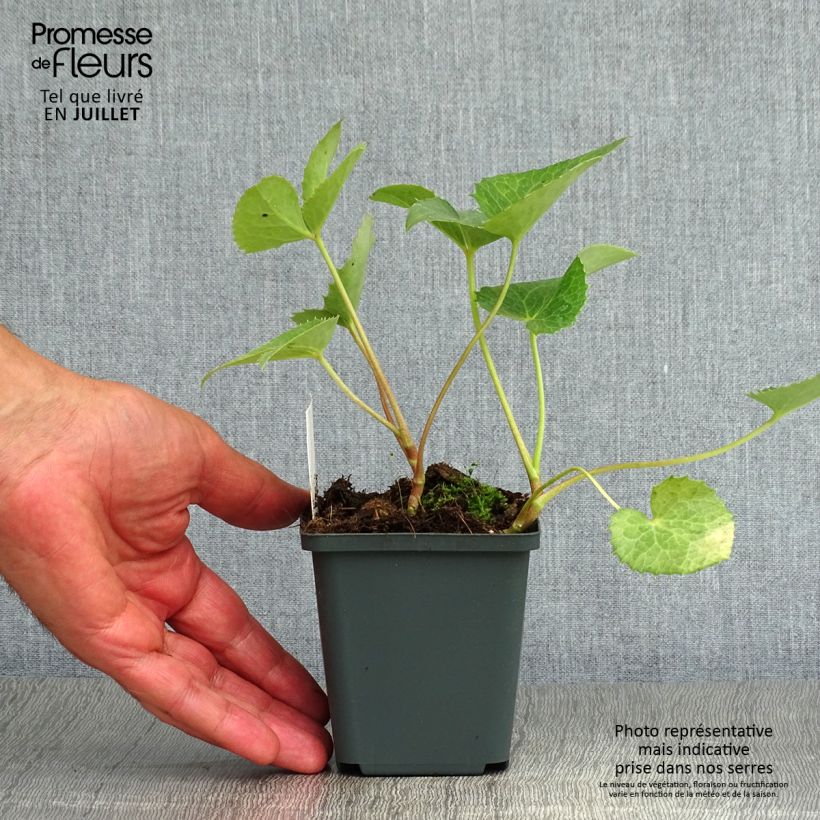 Esemplare di Helleborus argutifolius - Elleboro di Corsica Vasetto da 8/9 cm consegnato in estate