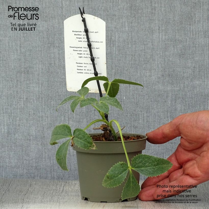 Esemplare di Helleborus argutifolius - Elleboro di Corsica Vaso da Ø 12 cm / 13 cm consegnato in estate