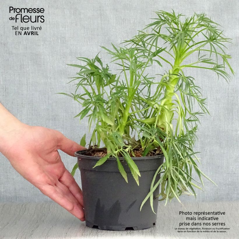 Helleborus foetidus Bowles Form - Elleboro puzzolente Vaso da 2L/3L esemplare consegnato in primavera