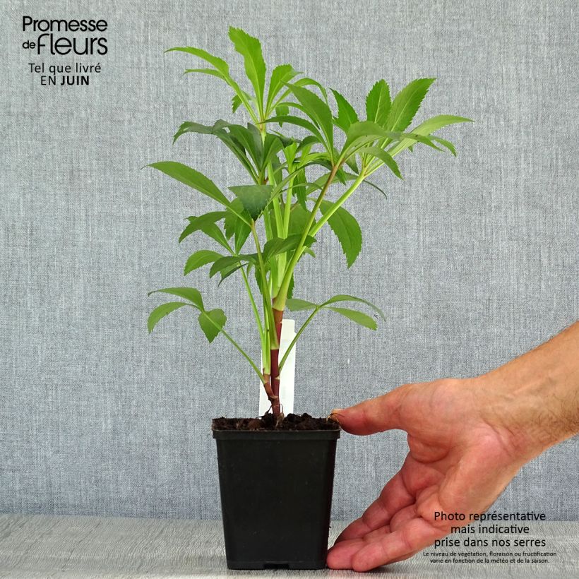 Esemplare di Helleborus foetidus - Elleboro puzzolente Vasetto da 8/9 cm consegnato in estate