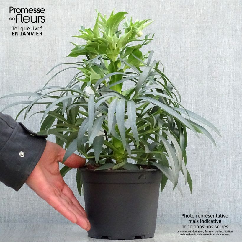 Helleborus foetidus Sopron - Elleboro puzzolente Vaso da 2L/3L esemplare consegnato in inverno