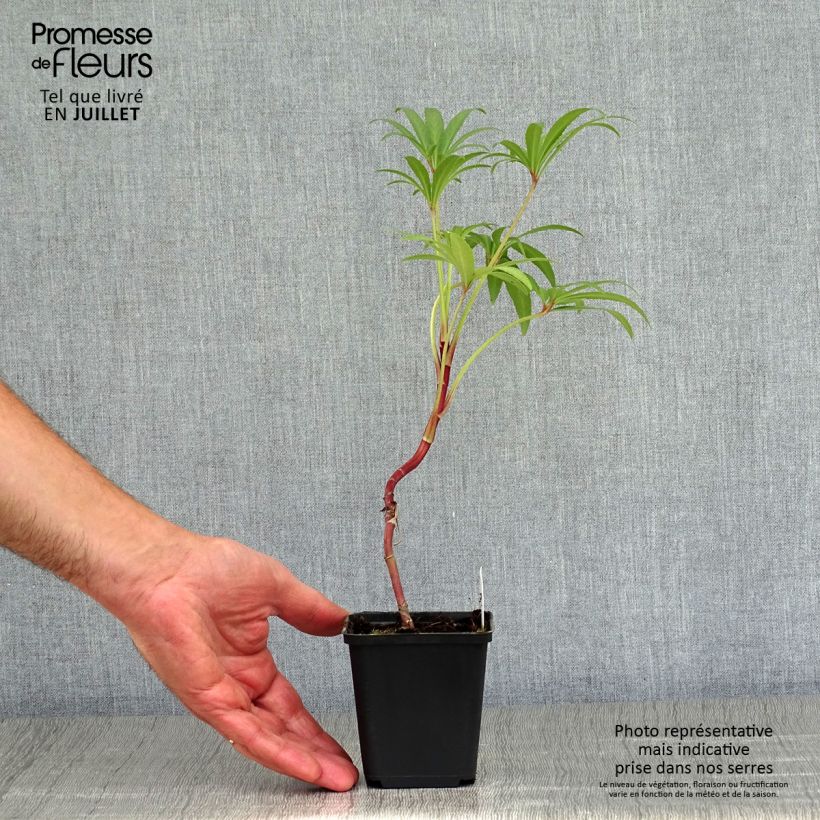 Esemplare di Helleborus foetidus Wester Flisk Group - Elleboro puzzolente Vasetto da 8/9 cm consegnato in estate