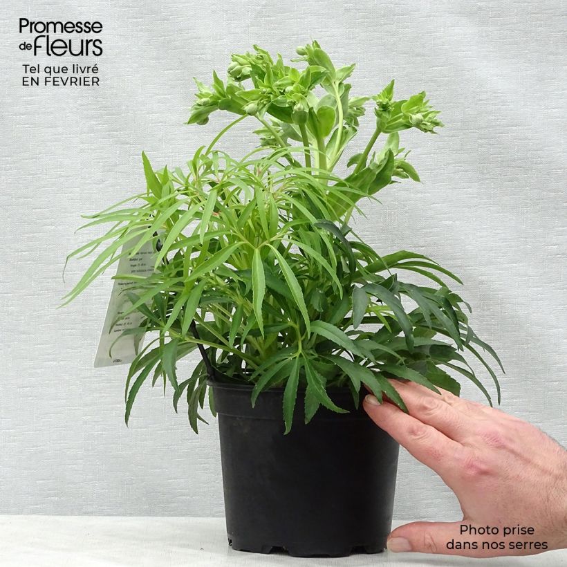Helleborus foetidus Yellow - Elleboro puzzolente Vaso da 1,5L/2L esemplare consegnato in inverno