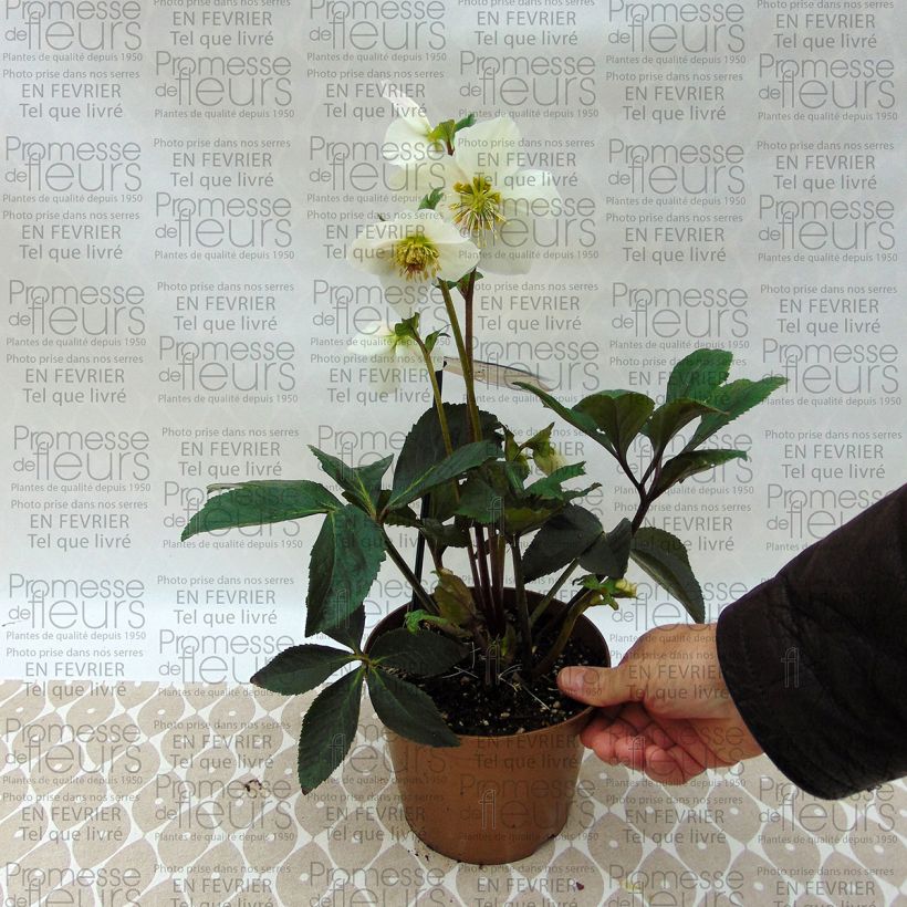 Esempio di esemplare Helleborus lemonnieriae HGC Paradenia - Elleboro Vaso da 2L/3L come consegnato