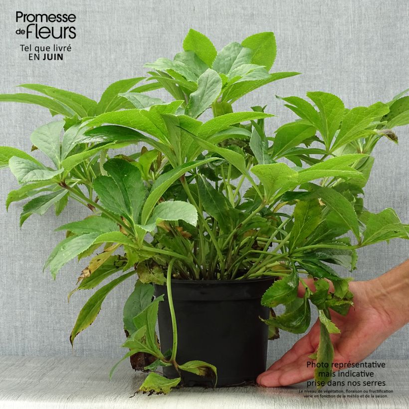 Esemplare di Helleborus lemperii HGC Lenia - Elleboro Vaso da 2L/3L consegnato in estate