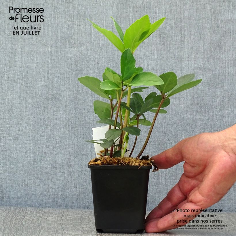 Esemplare di Helleborus niger Vasetto da 8/9 cm consegnato in estate