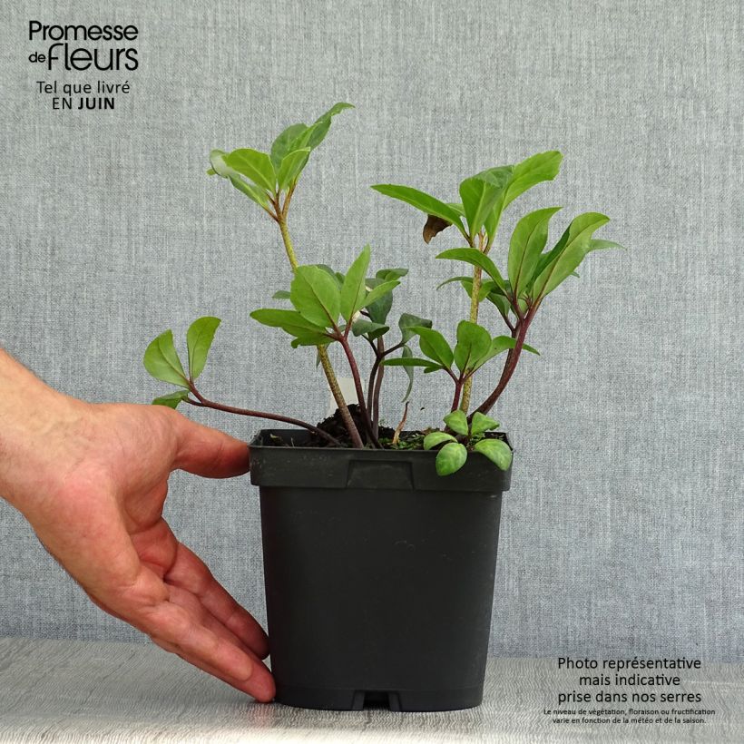 Esemplare di Helleborus niger Vaso da 2L/3L consegnato in estate