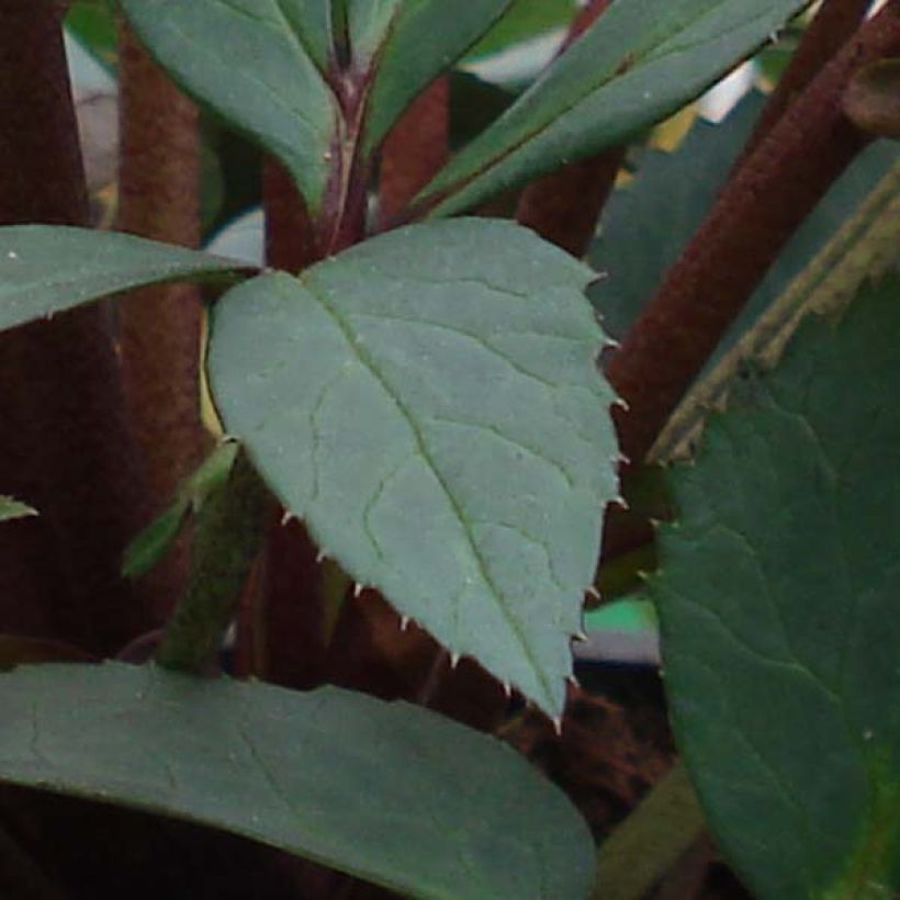 Helleborus nigercors Candy Love - Elleboro (Fogliame)