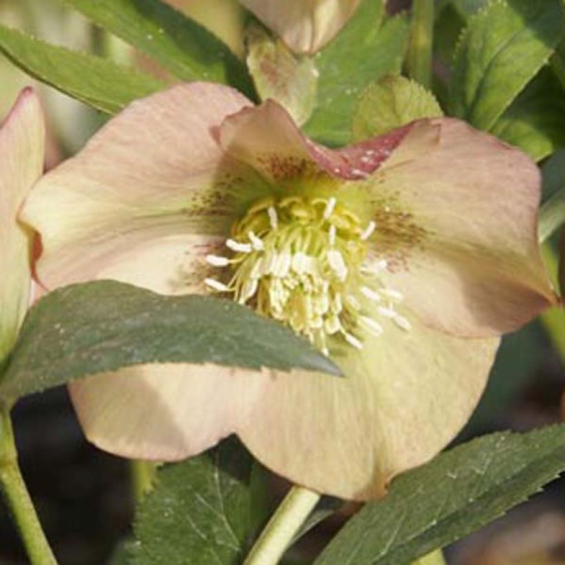 Helleborus nigercors Candy Love - Elleboro (Fioritura)