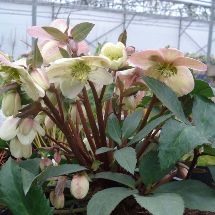Helleborus nigercors Candy Love - Elleboro (Porto)