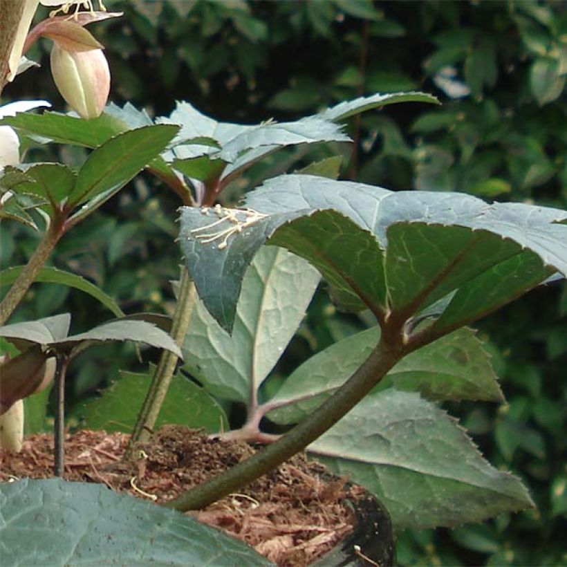 Helleborus nigercors Emma - Elleboro (Fogliame)