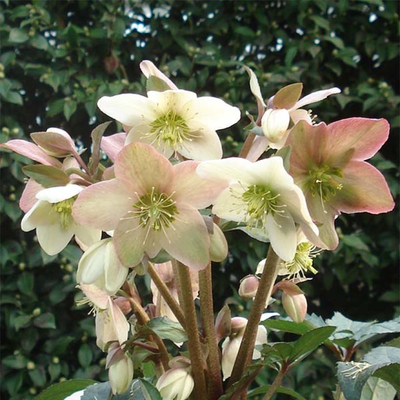 Helleborus nigercors Emma - Elleboro (Fioritura)
