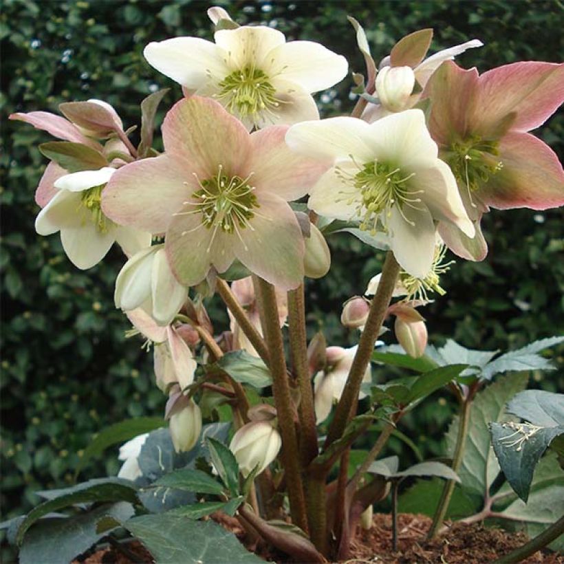 Helleborus nigercors Emma - Elleboro (Porto)