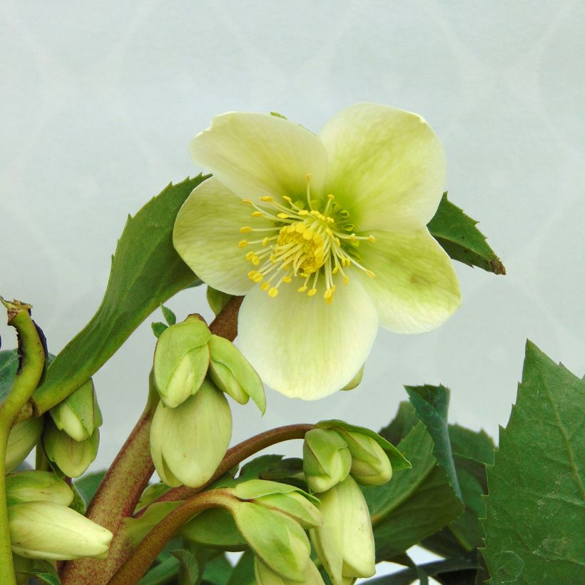 Helleborus nigercors Snow Love - Elleboro (Fioritura)