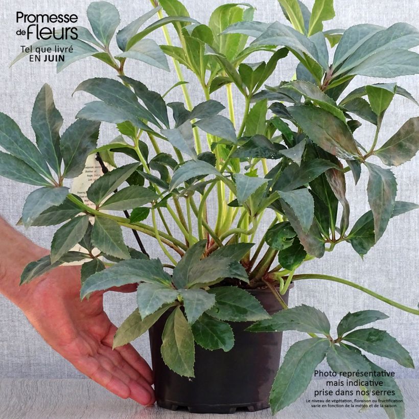 Esemplare di Helleborus nigercors Snow Love - Elleboro Vaso da 2L/3L consegnato in estate