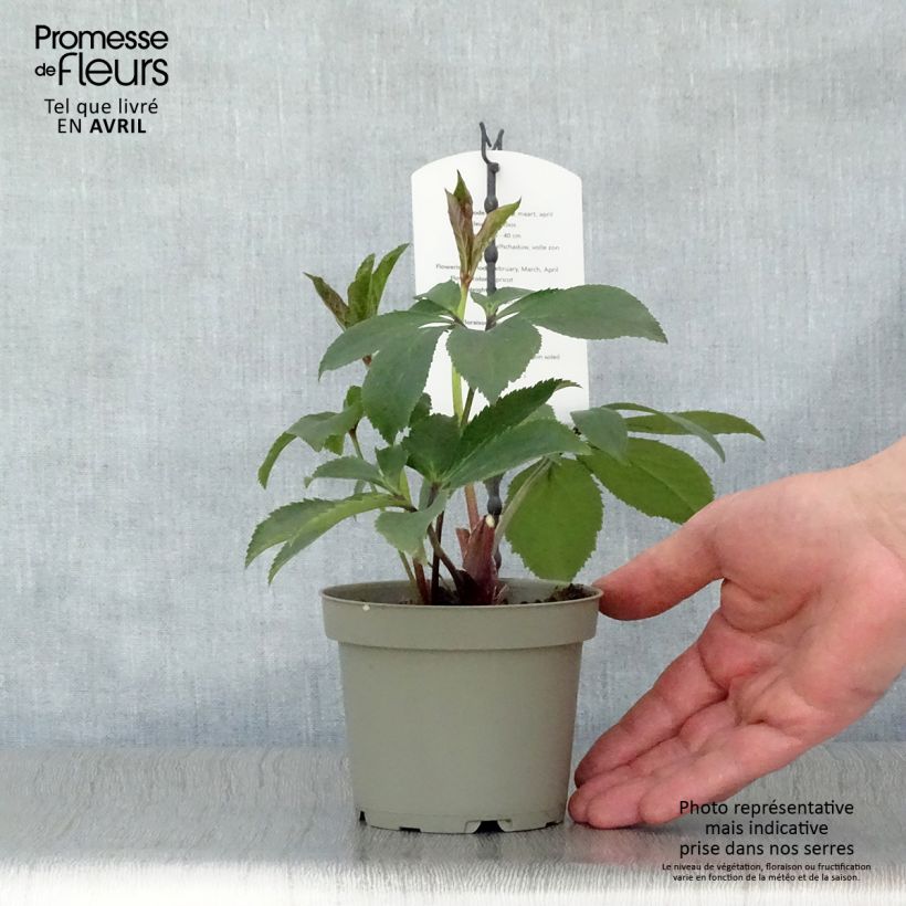 Helleborus Apricot - Elleboro Vaso da Ø 12 cm / 13 cm esemplare consegnato in primavera