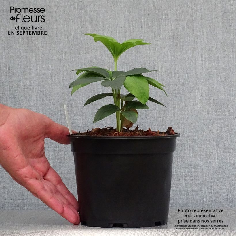 Esemplare di Helleborus Anemone Green - Elleboro Vaso da 2L/3L come consegnato in autunno