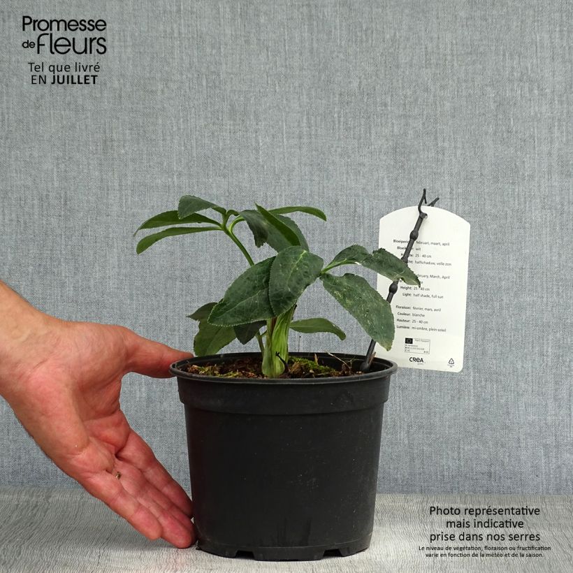 Esemplare di Helleborus Double White - Elleboro Vaso da 2L/3L consegnato in estate