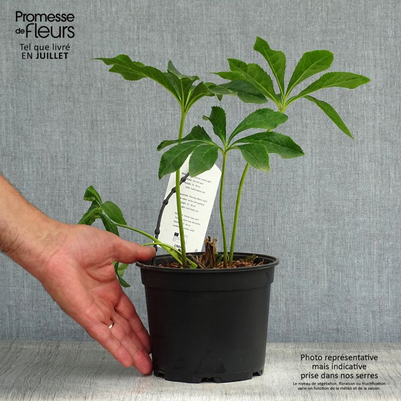 Esemplare di Helleborus Double White Spotted - Elleboro Vaso da 2L/3L consegnato in estate
