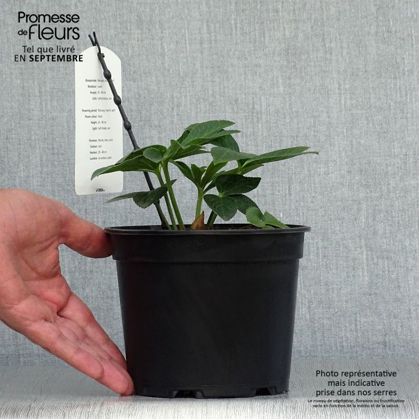 Esemplare di Helleborus Double Black - Elleboro Vaso da 2L/3L come consegnato in autunno