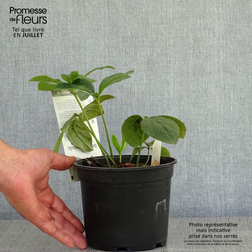Esemplare di Helleborus Double Picotee - Elleboro Vaso da 2L/3L consegnato in estate