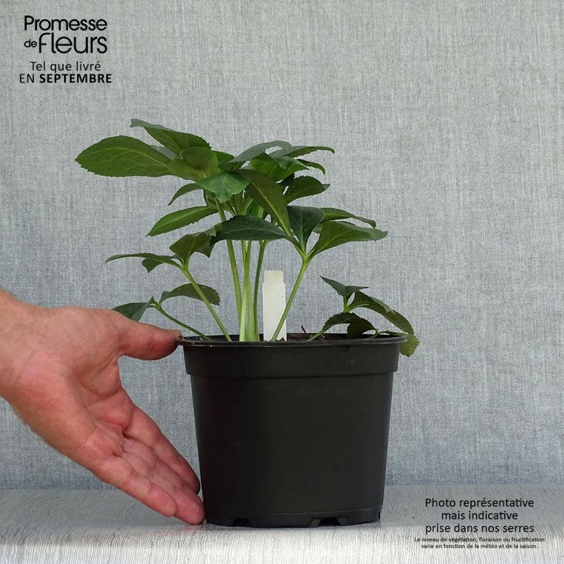 Esemplare di Helleborus Double Pink - Elleboro Vaso da 2L/3L come consegnato in autunno