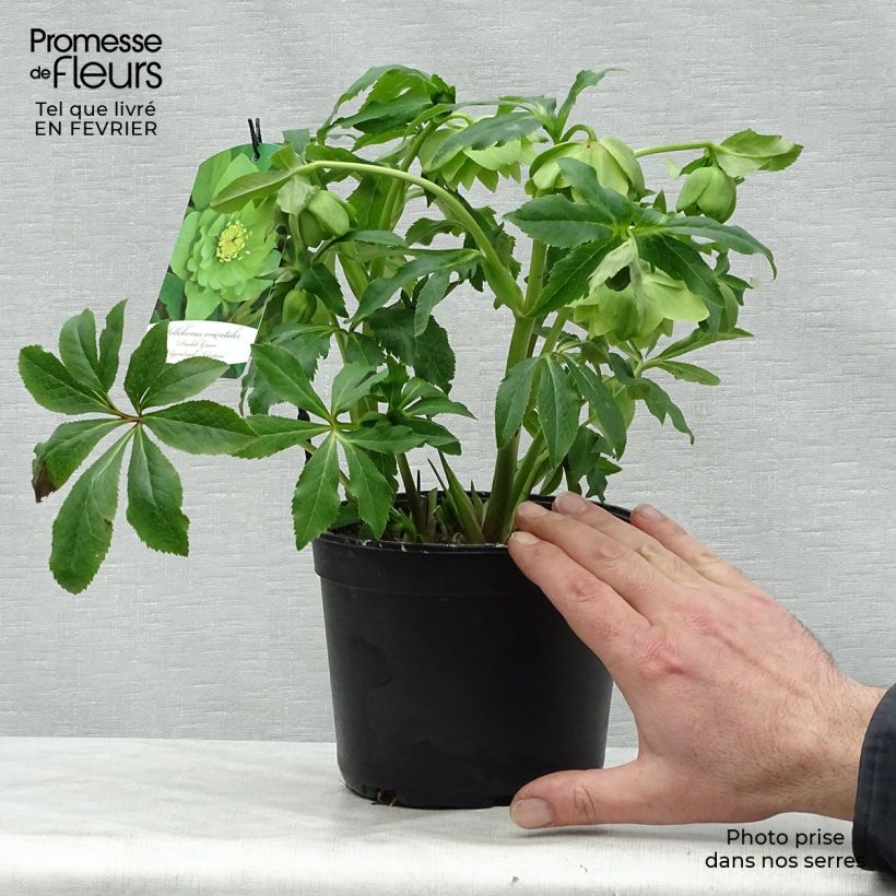 Helleborus Double Green - Elleboro Vaso da 2L/3L esemplare consegnato in inverno