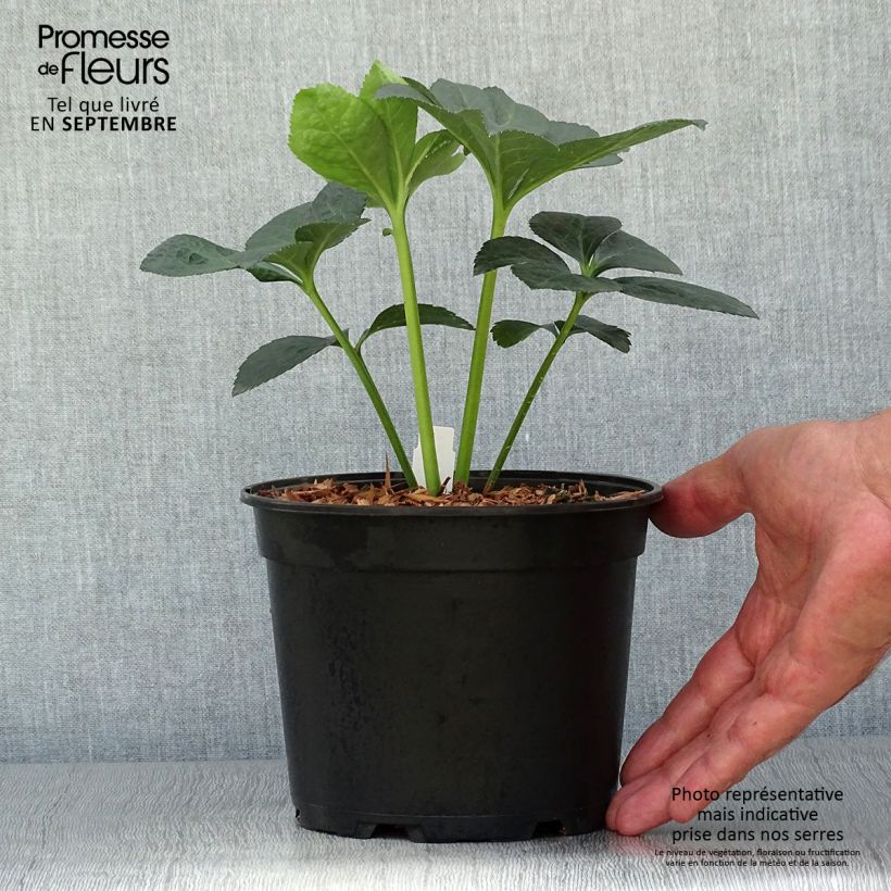 Esemplare di Helleborus Super Yellow Red Center - Elleboro Vaso da 2L/3L come consegnato in autunno