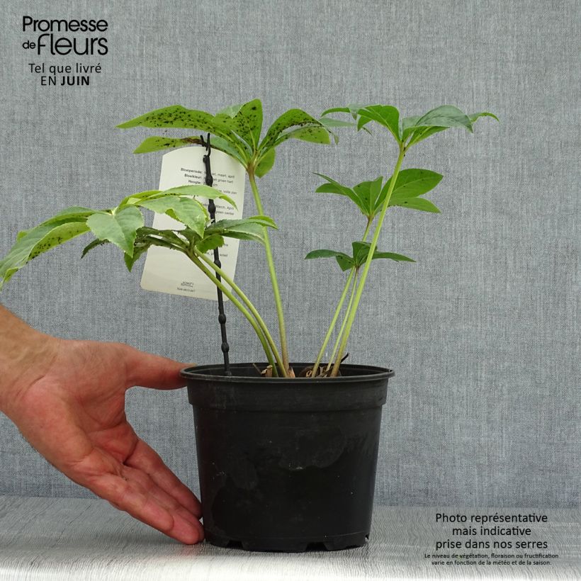 Esemplare di Helleborus Pink Green Centre - Elleboro Vaso da 2L/3L consegnato in estate