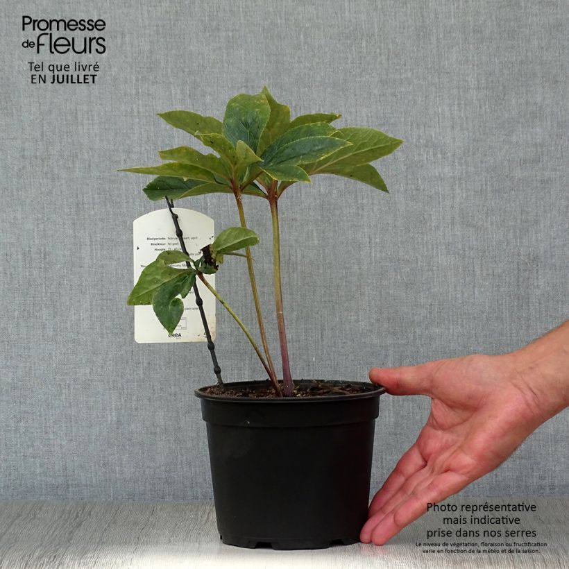 Esemplare di Helleborus Super Yellow - Elleboro Vaso da 2L/3L consegnato in estate