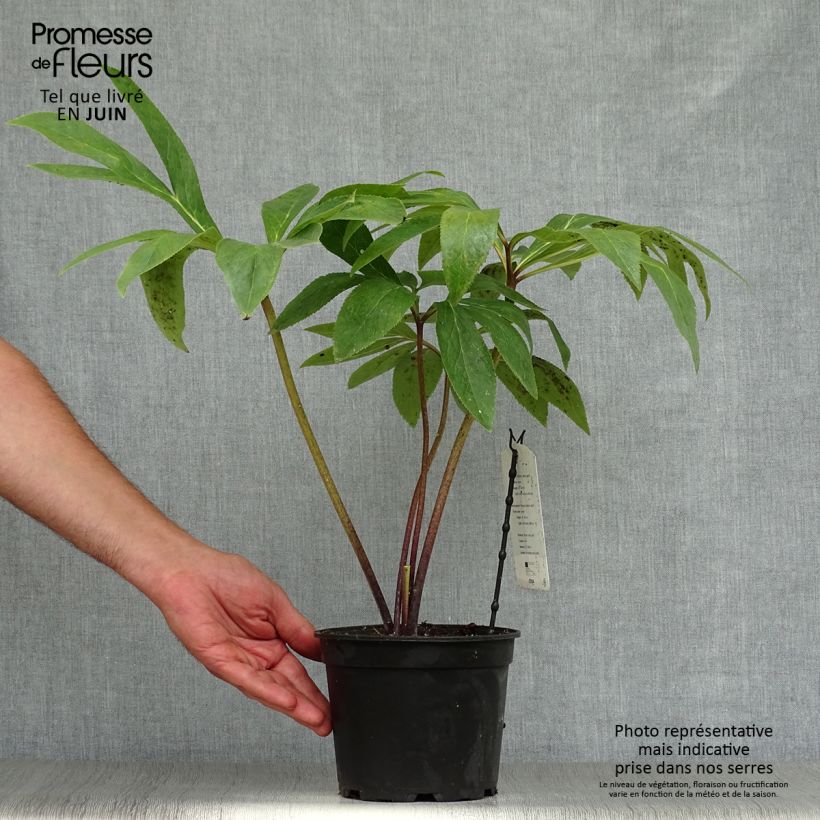 Esemplare di Helleborus Green-flowered - Elleboro Vaso da 2L/3L consegnato in estate