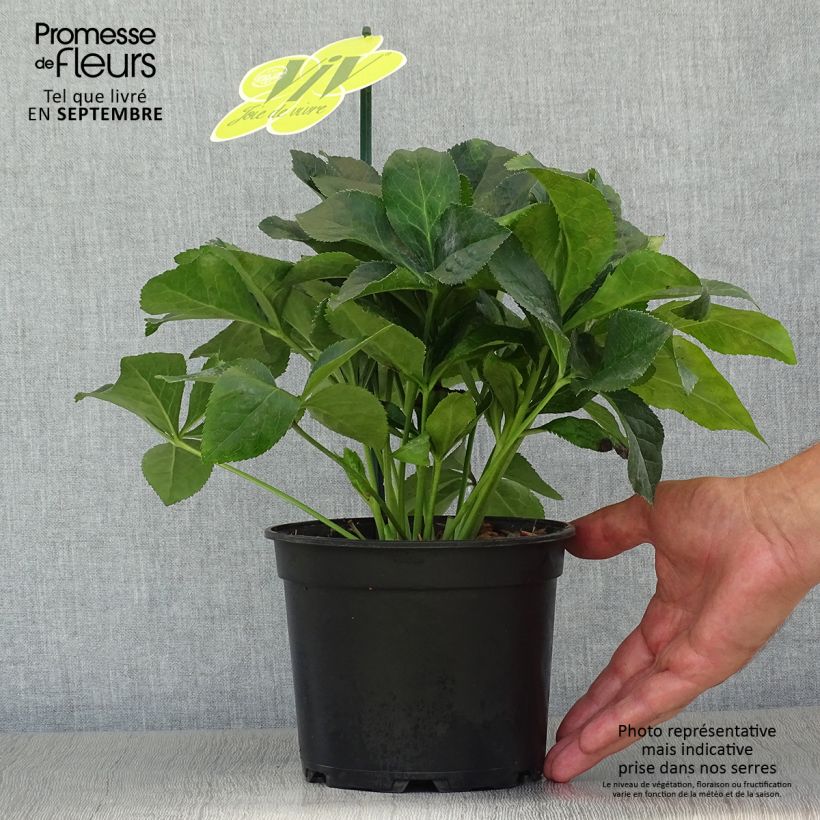Esemplare di Helleborus ViV Catharina - Elleboro Vaso da 2L/3L come consegnato in autunno