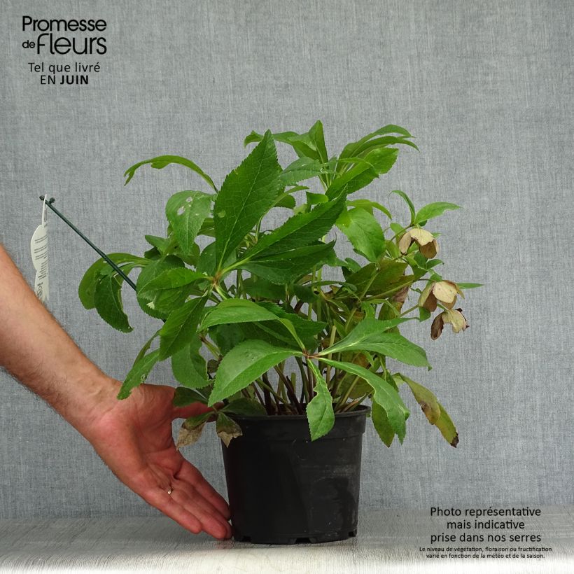 Esemplare di Helleborus ViV Eleonora - Elleboro Vaso da 2L/3L consegnato in estate