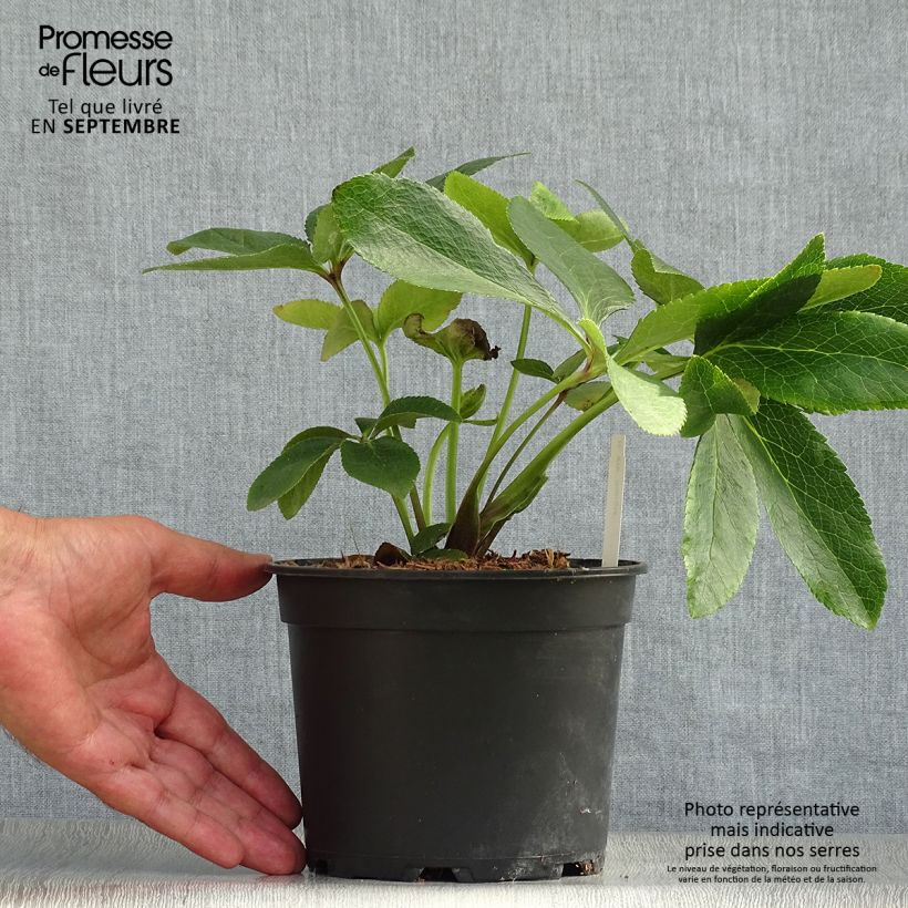 Esemplare di Helleborus ViV Giorgia - Elleboro Vaso da 2L/3L come consegnato in autunno