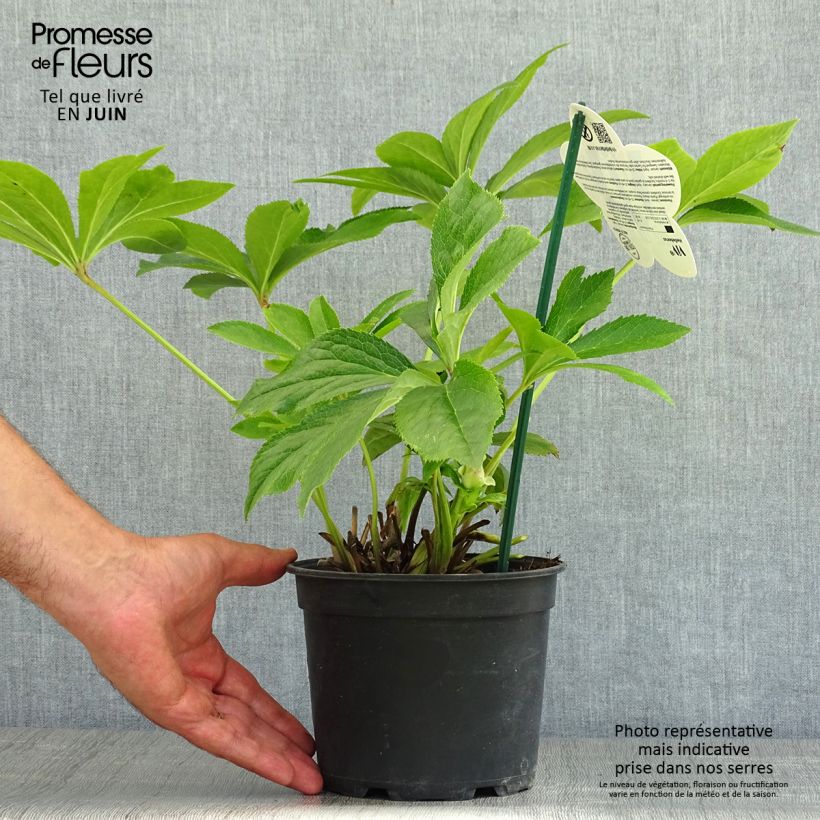 Esemplare di Helleborus ViV Suzanna - Elleboro Vaso da 2L/3L consegnato in estate