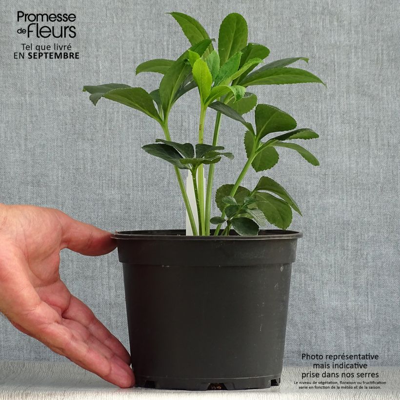 Esemplare di Helleborus Red - Elleboro Vaso da 2L/3L come consegnato in autunno