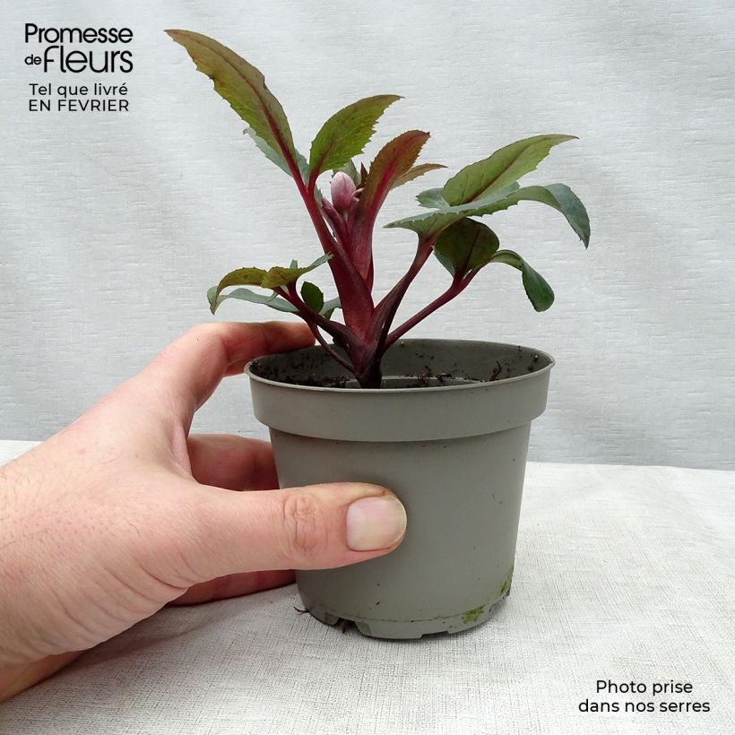 Helleborus sternii Flame - Elleboro Vaso da Ø 12 cm / 13 cm esemplare consegnato in inverno