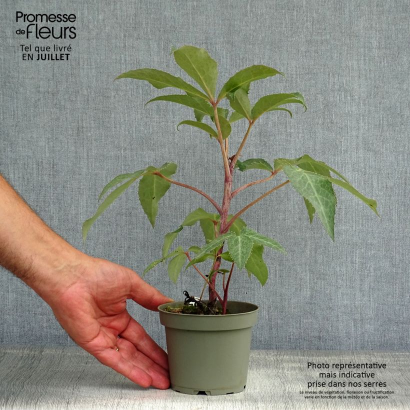 Esemplare di Helleborus sternii - Elleboro Vaso da Ø 12 cm / 13 cm consegnato in estate