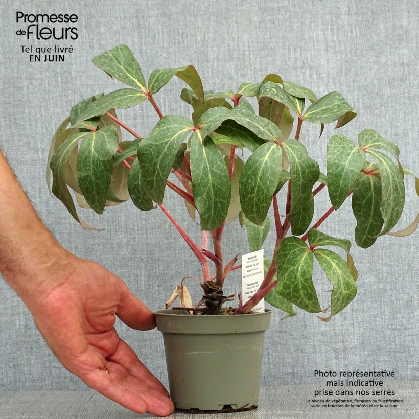 Esemplare di Helleborus sternii - Elleboro Vaso da 1L/1,5L consegnato in estate