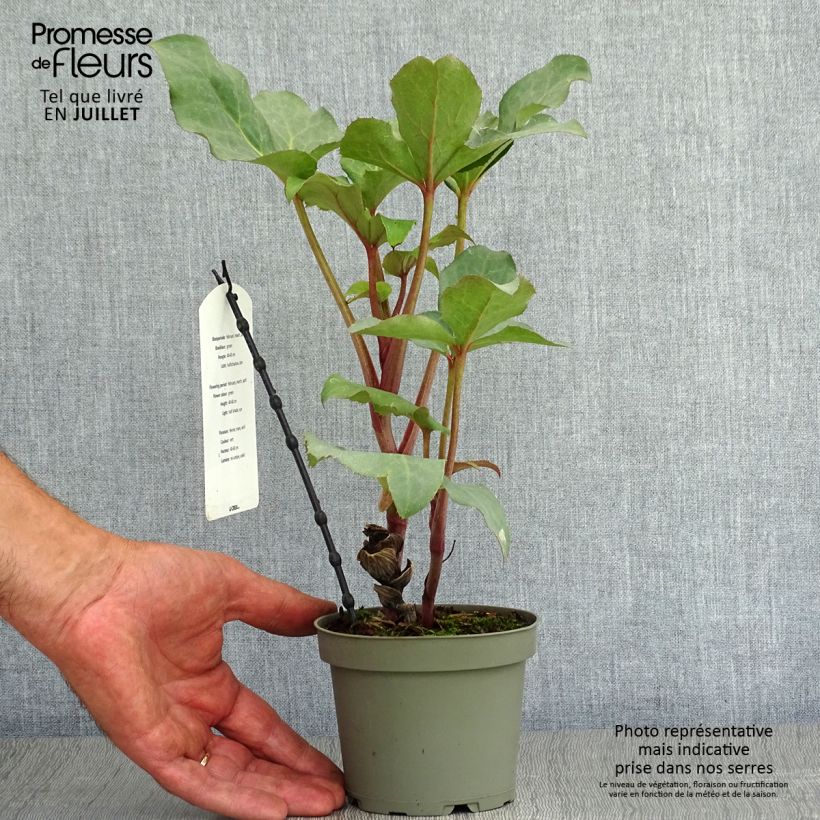 Esemplare di Helleborus sternii Remi - Elleboro Vaso da 1L/1,5L consegnato in estate