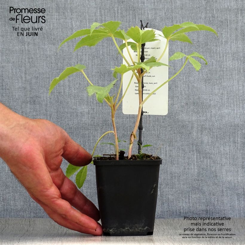 Esemplare di Helleborus sternii Remi - Elleboro Vaso da Ø 12 cm / 13 cm consegnato in estate