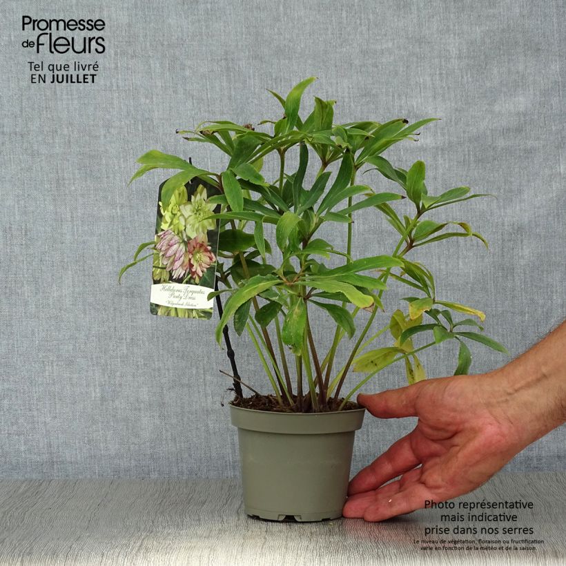 Esemplare di Helleborus torquatus Party Dress Hybriden - Elloboro Vaso da Ø 12 cm / 13 cm consegnato in estate
