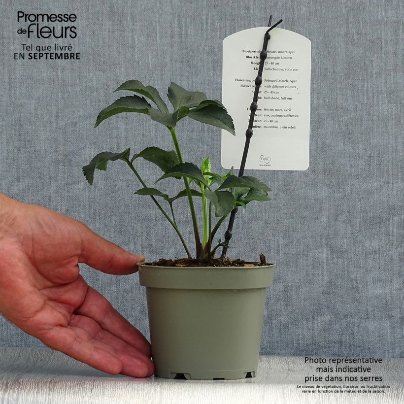 Esemplare di Helleborus torquatus Party Dress Hybriden - Elloboro Vaso da 1L/1,5L come consegnato in autunno