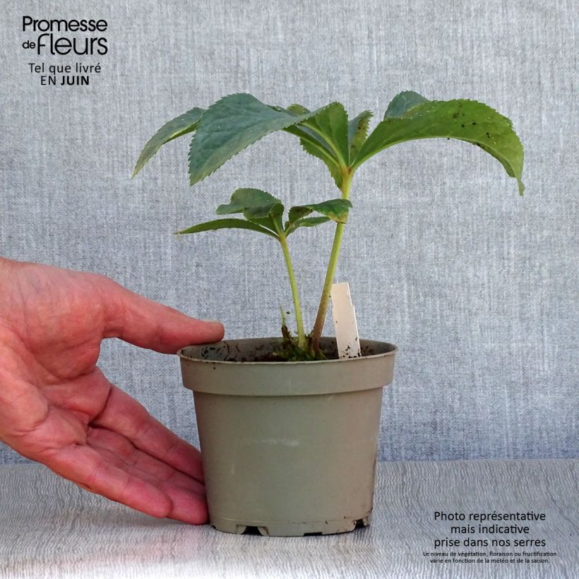 Esemplare di Helleborus torquatus - Elleboro Vaso da Ø 12 cm / 13 cm consegnato in estate