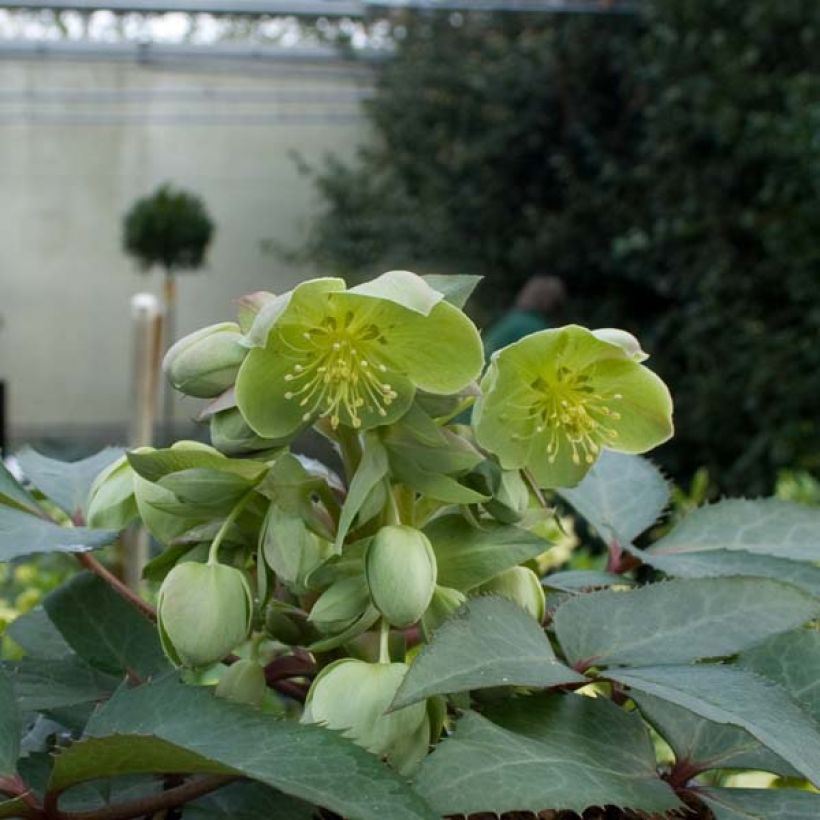 Helleborus sternii - Elleboro (Porto)